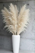 Trawa pampasowa XXL 120cm Puszysta, suszona, BOHO