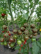 Pomidor Black Cherry Koktajlowy 