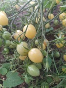 Pomidor Crazy Cherry Barry's - Karma dla rybek