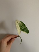 Syngonium Emerald Gem Variegata