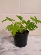 Pelargonia pachnąca geranium anginka cytrynka