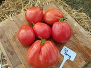 ICEBERG nasiona Pomidor Kolekcjonerski