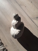 Muszla slimaka z przed 40 milionów lat