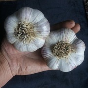 Czosnek zimowy, odmian Lidia