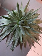 Aloes ościsty kaktus 29 cm średnicy 