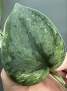 Scindapsus Exotica Mint - pędówka