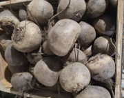 Buraczki czerwone 1 kg- gospodarstwo ekologiczne 