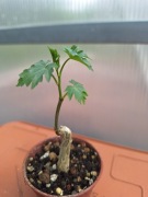 Cissus tuberosa caudex
