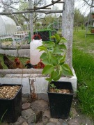 Bez biały - sadzonka ok. 60cm - w donicy