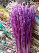 Trawa leśna różowy ciemny trzcinnik zboże susz naturalne trawy na palmy 