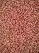 Pszenica ozima zaprawiona