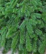 Gałązki gałęzie jodła do dekoracji świątecznych wianków