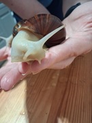  Olbrzymi Ślimak afrykański Achatina ślimaki 