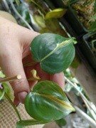 philodendron rio, cream-cięty szczyt