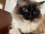 Kot Reproduktor Ragdoll