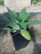 Agawa attenuata (lisi ogon)