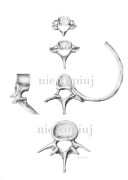 Plakat kręgi kręgosłupa z żebrem: C4, C7, Th5, L4