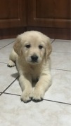 Golden Retriever z rodowodem
