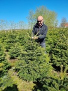  Jodła Kaukaska hurt