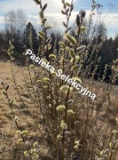 Sztobry Wierzb Pyłkodajnych 20 Gatunkow Dla Pszczół