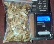 Przegorzan miododajny 10g