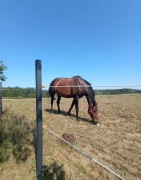 mocne i trwałe Słupki do ogrodzeń, do pastucha, do siatki leśnej 5x5x200