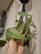 Epipremium cebu blue 