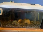 Dorosły Aksolotl + akwarium z wyposażeniem