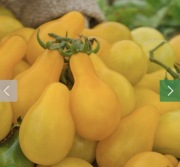 Pomidor żółty gruszkowy  sadzonka