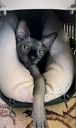 Kocięta Sfinks 3 mioty Sphynx Available Black Kittens (Transport )  