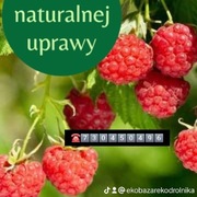 Maliny z naszej uprawy Smart