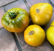 Pomidor Malachitowa Szkatułka nasiona kolekcjonerskie