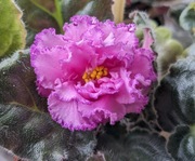 Fiołek afrykański LE Irlandzkaya Roza