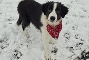 Border Collie szczeniaki czarno- białe piękne