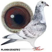 Samica po Oryg. A&W Drapa Wnuczka Super Kittel 264 x Wnuk Greipel