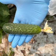 Ogórek Madmax F1 (SVCV3848) - Nasiona Holenderskie