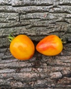 BEELDING HEART  Pomidor Kolekcjonerski 