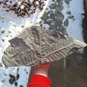 Skamieniałość duży odcisk paproci Neuropteris