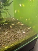 Krewetki PRL różne gradacje