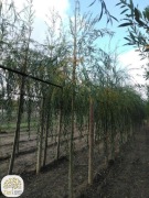 wierzba nagrobna Chrysocoma, wierzba biała Chermesina, Liempde 10-25cm