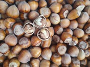 Orzechy laskowe nie pryskane "odmiana katalońska"