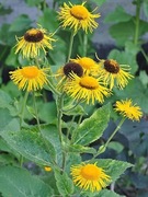 Oman wielki,  roślina lecznicza