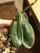 Philodendron Rio