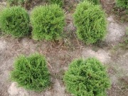 Tuja Danica śred 30 cm kula , Kraków , juta