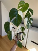 Monstera Variegata