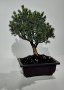 Bonsai Świerk, odmiana karłowa.Unikat!!! 3