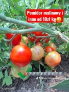 Pomidory mix odmian Przedsprzedaż