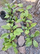 Sprzedam hosty zielone