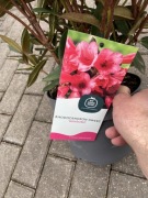 Rododendron kolekcjonerski Winsome nietypowe kwiaty