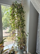 SENECIO MACROGLOSSUS VARIEGATA - STARZEC BLUSZCZOLISTNY